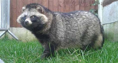 Uk Man Loses Pet Raccoon Dog Afraid People Will Think