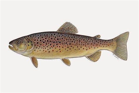 Alabalık diye adlandırdığımız balıkların hepsi salmonidae ailesine ait değildir ve sadece tatlı sularda bulunmazlar. Balık avı ve olta malzemeleri: Alabalık
