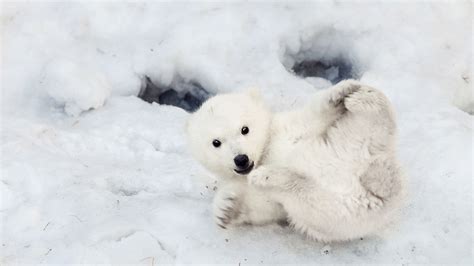 Polar Bears Mothers And Newborn Cubs Natural World Safaris