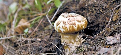 Where The Pine Mushroom Grows