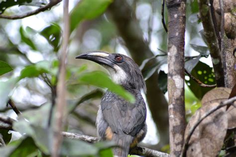 Asian Adventures India Endemic Birds Of Sri Lanka Sri Lanka Birding