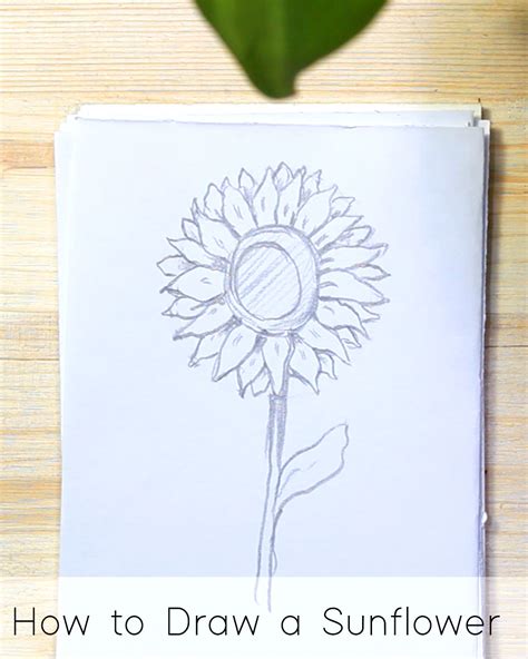 How To Draw A Sunflower Step By Step Antoine Earl