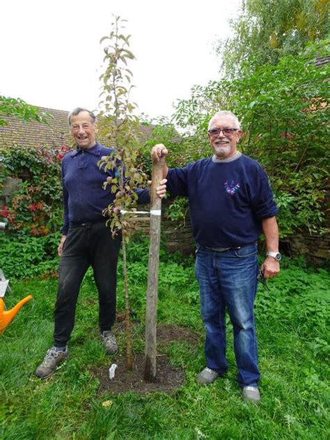 Strahlend gelb leuchten die früchte des zitronenbaumes. Baumpflanzen: Dinge, die man im Leben getan haben sollte ...
