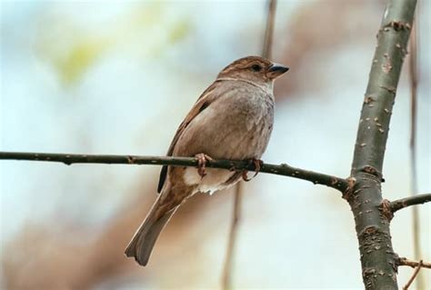 Nightingale Symbolism And Spiritual Meaning 5 Omens