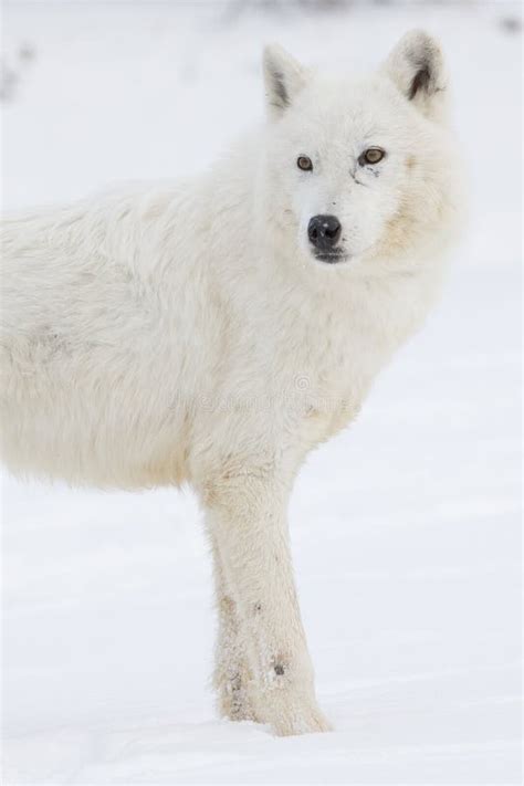 Arctic Wolf In Portrait Mode Stock Image Image Of Males Mammal 36539889