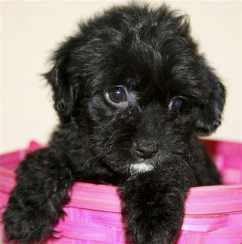 Yorkie Poo Black Full Grown Pets Lovers