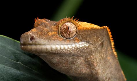 Electric Blue Gecko Stock Photo Image Of Predator Orange 25111122