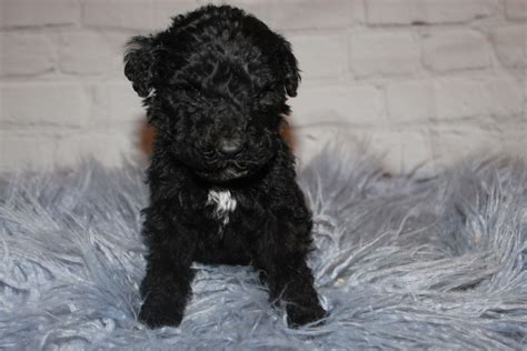 Get 7 labradoodle puppies born on january 7. Black Abstract (White) | Puppy adoption, Poodle puppy ...