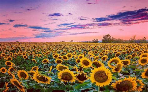 Sunset Over Sunflower Field Image Id 387181 Image Abyss