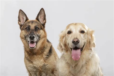 German Shepherd Lab Mix Everything You Need To Know Before Buying