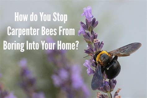 If you have nests you'll need to dust them with the drione. Ways to get rid of roaches fast, boring bees how to get ...