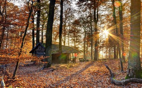 Landscape Nature Tree Forest Woods Autumn Rustic Cabin Wallpaper