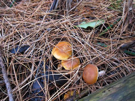 Id Of Australian Mushrooms Victoria Mushroom Hunting