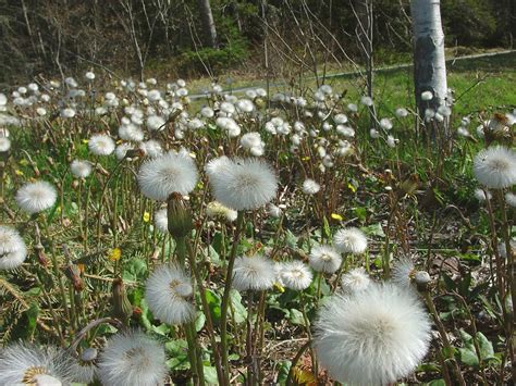 https://gobotany.newenglandwild.org/species/tussilago/farfara/