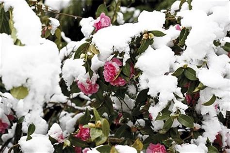 9 Winter Plants That Dazzle Even When It Snows Winter Plants