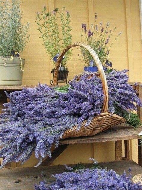 Baskets Of Lavendar I Can Almost Smell It Lavender Cottage Lovely