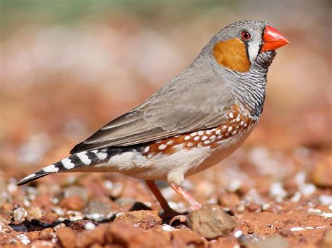 Top 5 Most Beautiful Pet Finches Finches Are Lovely Pets Inside And
