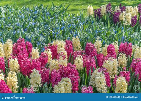 Multicolored Hyacinths In Spring Garden Blooming On Flowerbed Stock