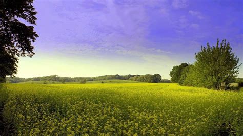 Wildflower Field Natural Scenery Widescreen Wallpaper Preview