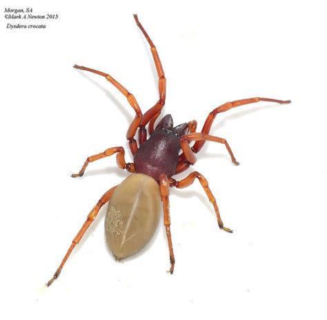 Dysderidae Wood Louse Spiders Mark Newton