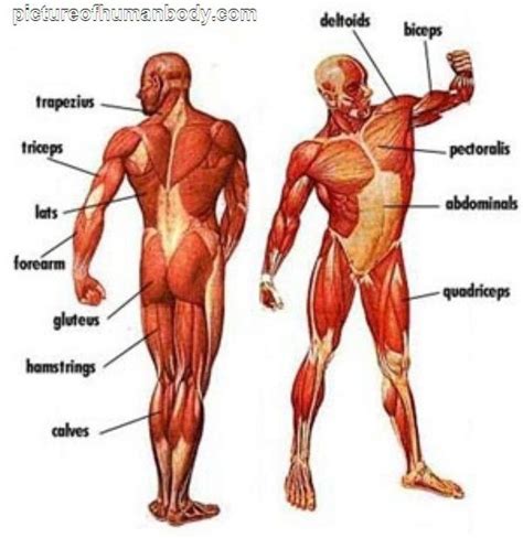 Field guide to the human body™. Unlabeled Muscular System Diagram Muscular System Diagram ...