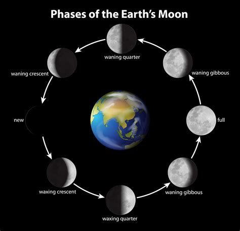 Phases Of The Moon Vector Art At Vecteezy