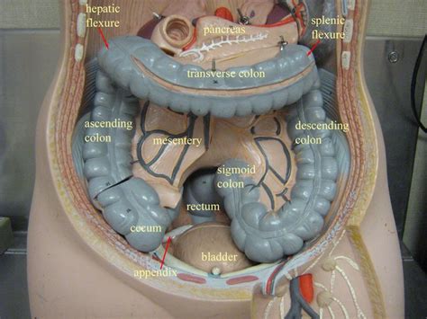 Abdominal Cavity No Liver Stomach Small Intestine Model Stem