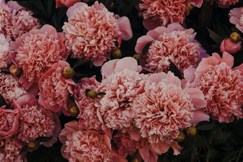 Pink Carnations · Free Stock Photo