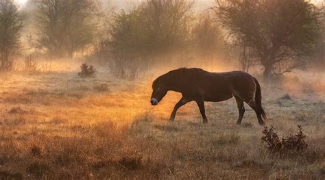Horse Walking In The Glow Of A Fiery Sunrise Stan Schaap Photography