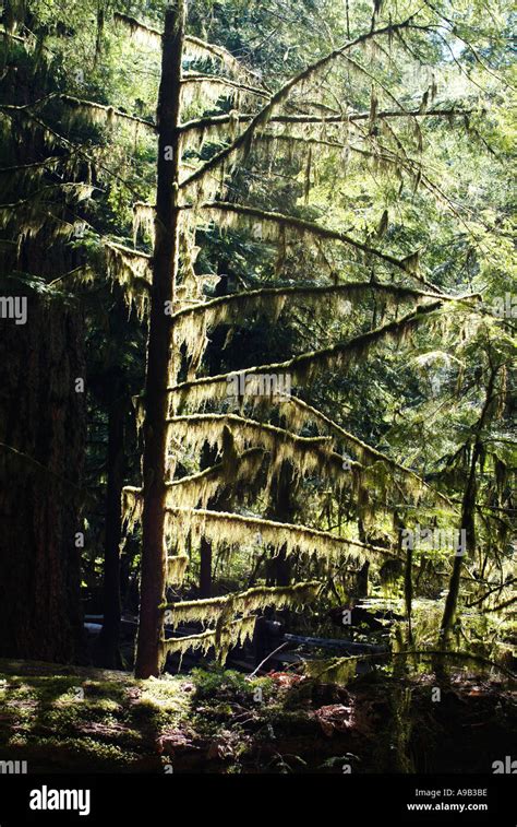 Temperate Old Growth Rainforest At Cathedral Grove Macmillan Provincial