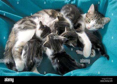 Mother Cat Feeding Her Newborn Kittens Stock Photo Alamy