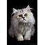 Grey Persian Cat  Biological Science Picture Directory – Pulpbitsnet