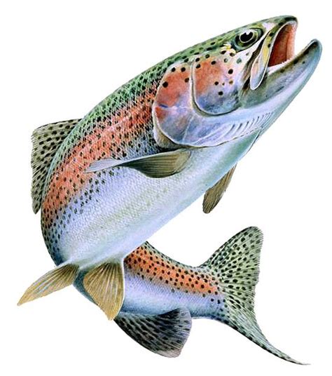Image Result For Rainbow Trout Jumping Outline Rainbow Trout Fishing