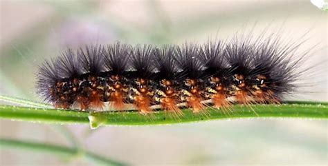 Large Fuzzy Black And Orange Caterpillar With Small White Spots