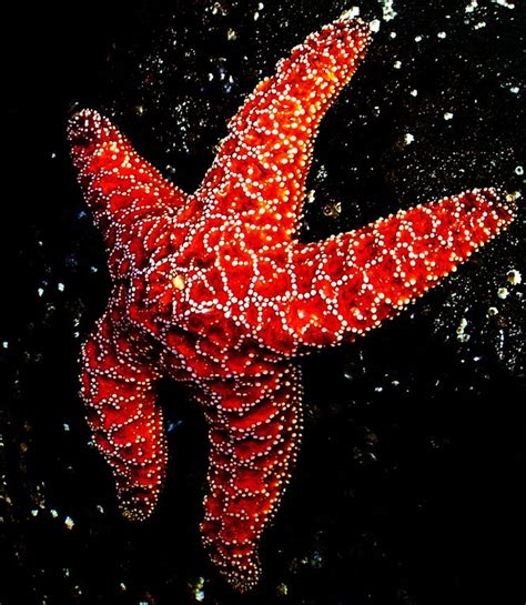 50 Best Images About Starfish Of The Ocean Sea Star On Pinterest On