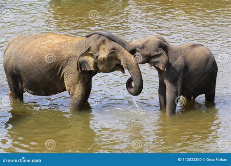 Asian Baby Elephant Hug Mother With Trunk Lowe Stock Photo Image Of