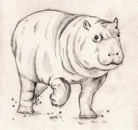 Baby Hippo Sketch By O00gem00o On Deviantart