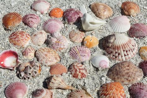 Sanibel Island FL Sea Shells Places In Florida Florida Vacation Sanibel Shells Comber