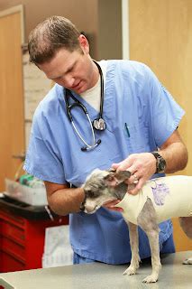 St Pet Veterinary Centers Blog Getting To Know Dr Lunt