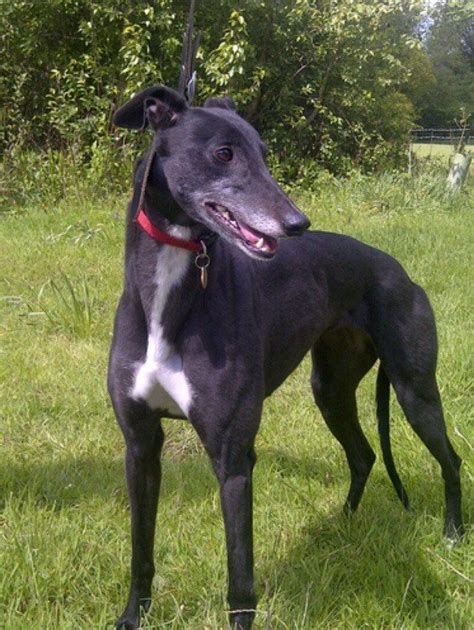 A wonderful & delightful addition to any family!! greyhound dog free to good home | Hartlepool, County ...
