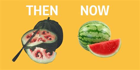 Heres What Fruits And Vegetables Looked Like Before We Domesticated