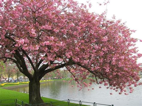 Albero rosso fiori di ciliegio giapponese sakura nail acqua decalcomanie trasferimento avvolge. Alberi giapponesi - Alberi da giardino - Tipologie di ...