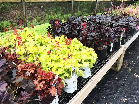 View Photos Of The Plants Available At Hopkins Hill Nursery