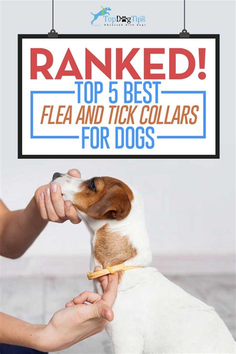 The Best Flea Collars For Dogs In 2020 Prevention Existing