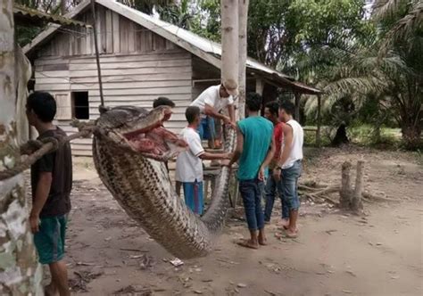 A Fight To The Finish Man Overpowers A 23 Ft Python In Indonesia