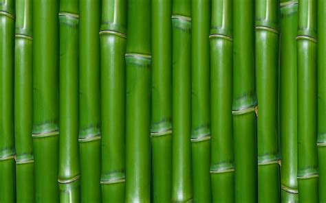 We have now placed twitpic in an archived state. Bamboo HD Wallpaper | Background Image | 1920x1200 | ID:174934 - Wallpaper Abyss