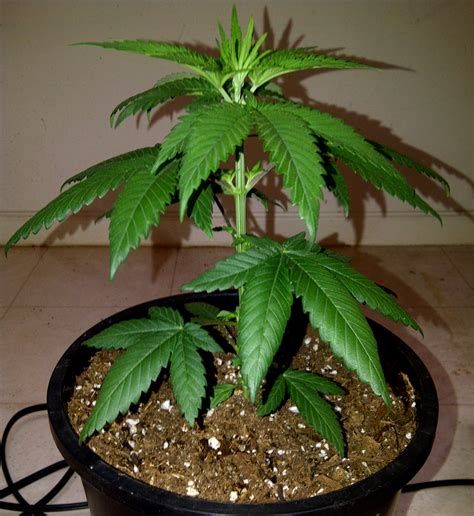 10 Odd Realities With Pictures About Growing Cannabis Plants Grow