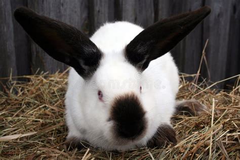 White California Rabbit Stock Photo Image Of Animal 138009638
