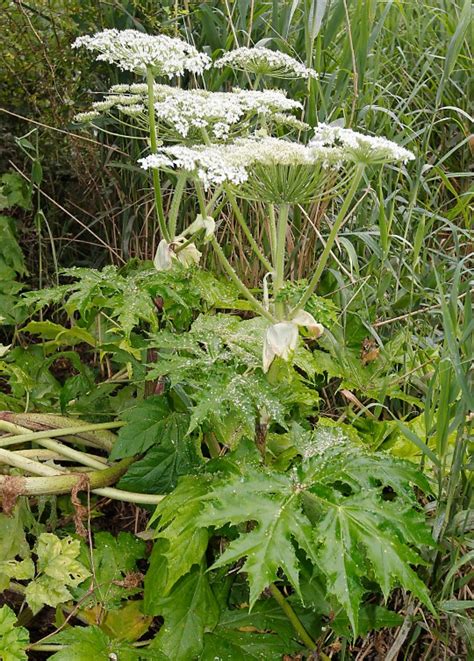 How To Identify Giant Hogweed In The Uk Metro News