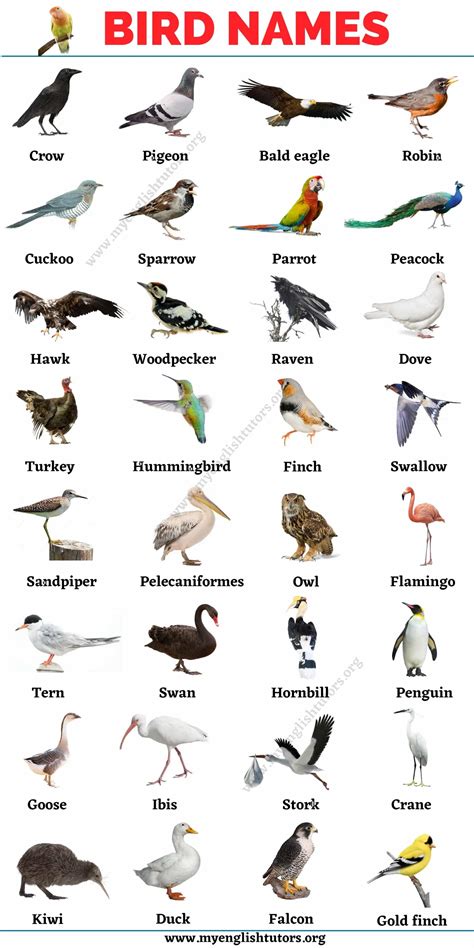 Names Of White Birds
